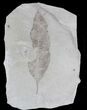 Fossil Leaf (Beilschmiedia) - Green River Formation #29089-1